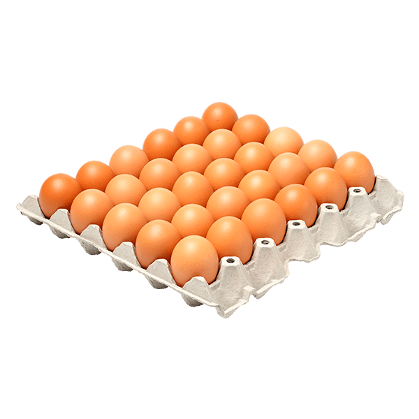 Paper Egg Tray Manufacturers in Chennai